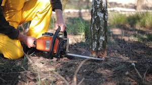 How Our Tree Care Process Works  in  Montclair, CA