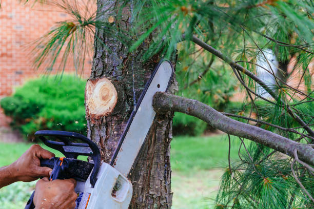 Best Tree Trimming and Pruning  in Montclair, CA